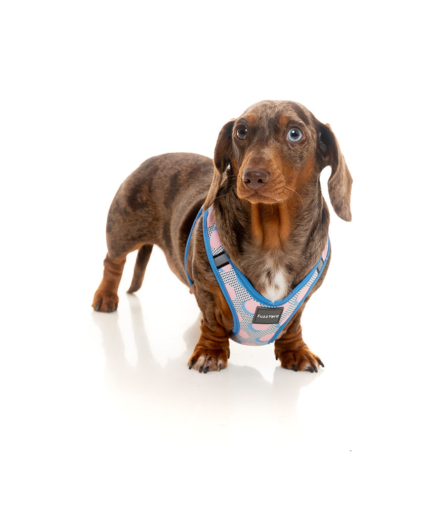 Fuzzyard Dippin Step-in Dog Harness