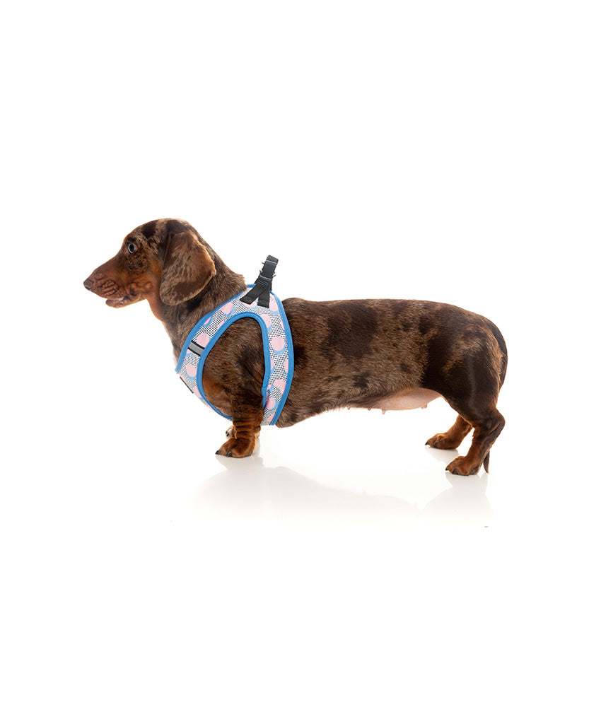 Fuzzyard Dippin Step-in Dog Harness