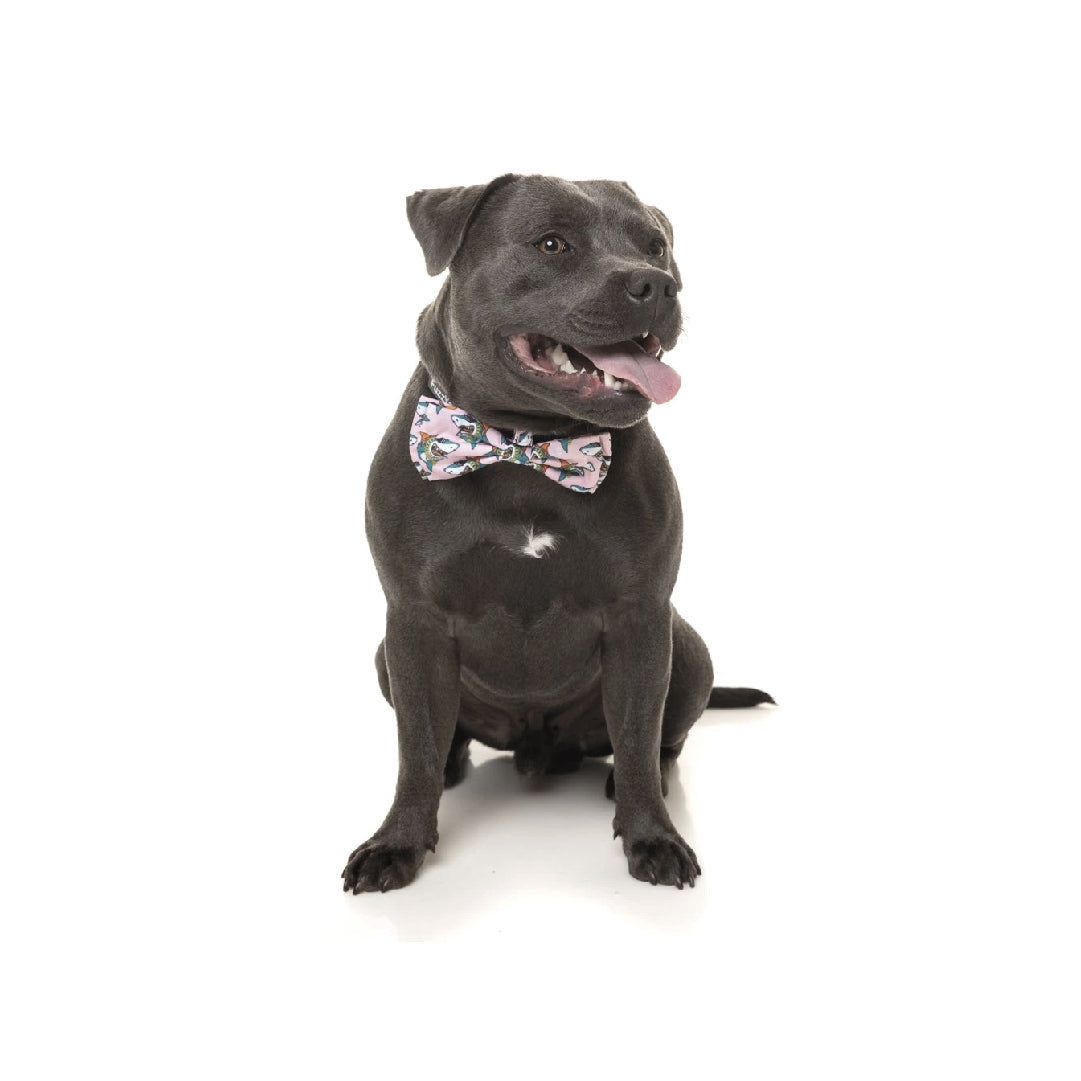 FuzzYard LL Cool Jaw$ Pet Bow Tie