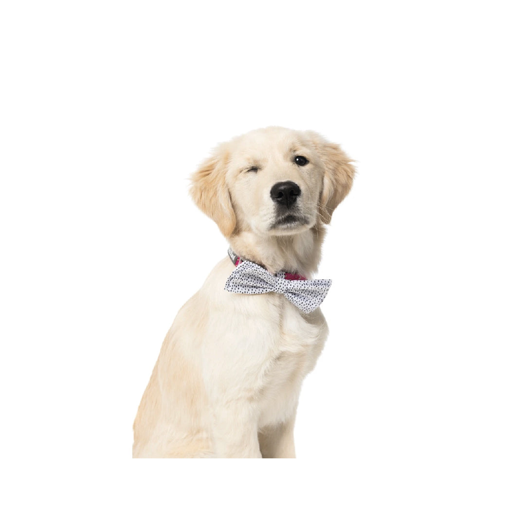 FuzzYard Bow & Arrow Pet Bow Tie