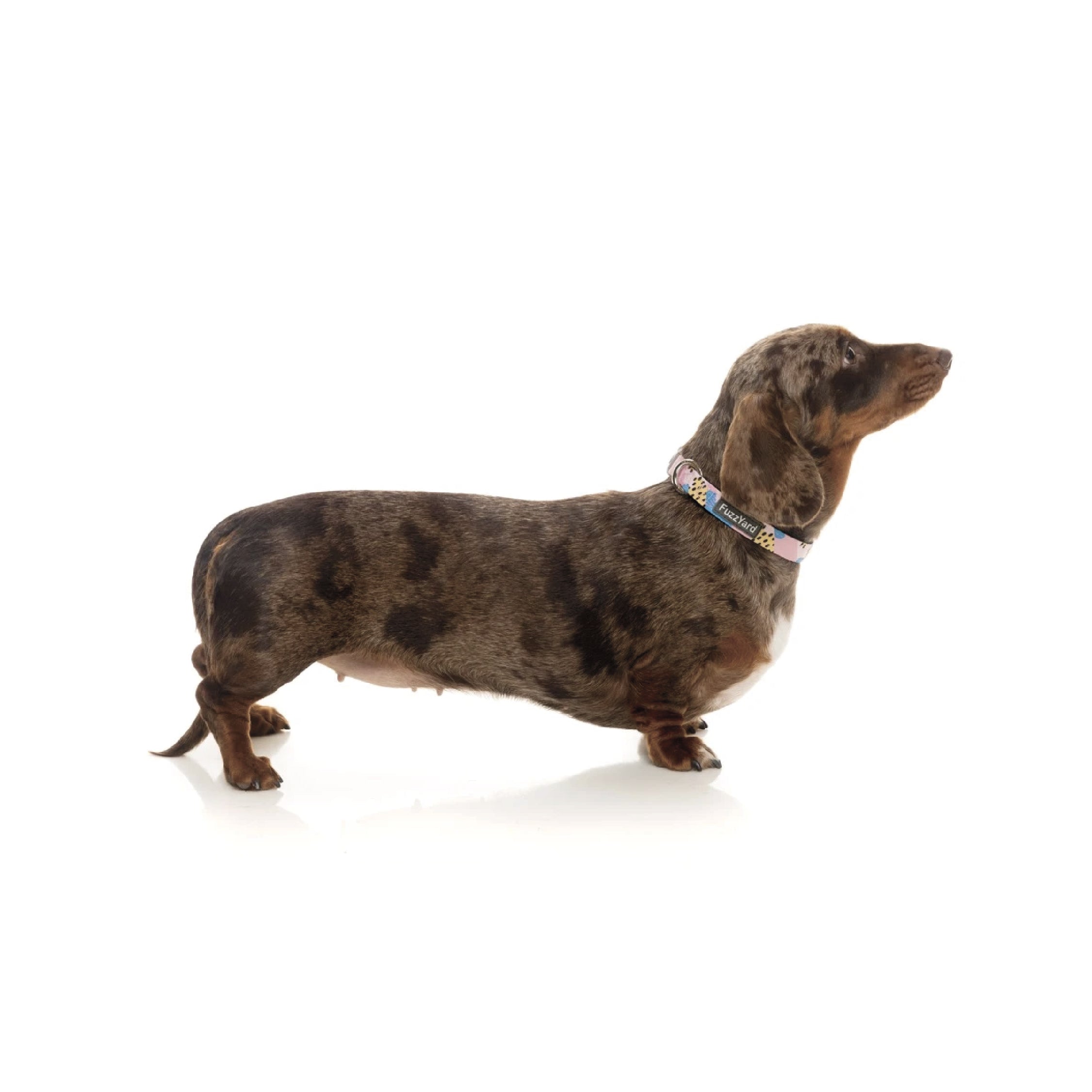 Fuzzyard Jiggy Dog Collar