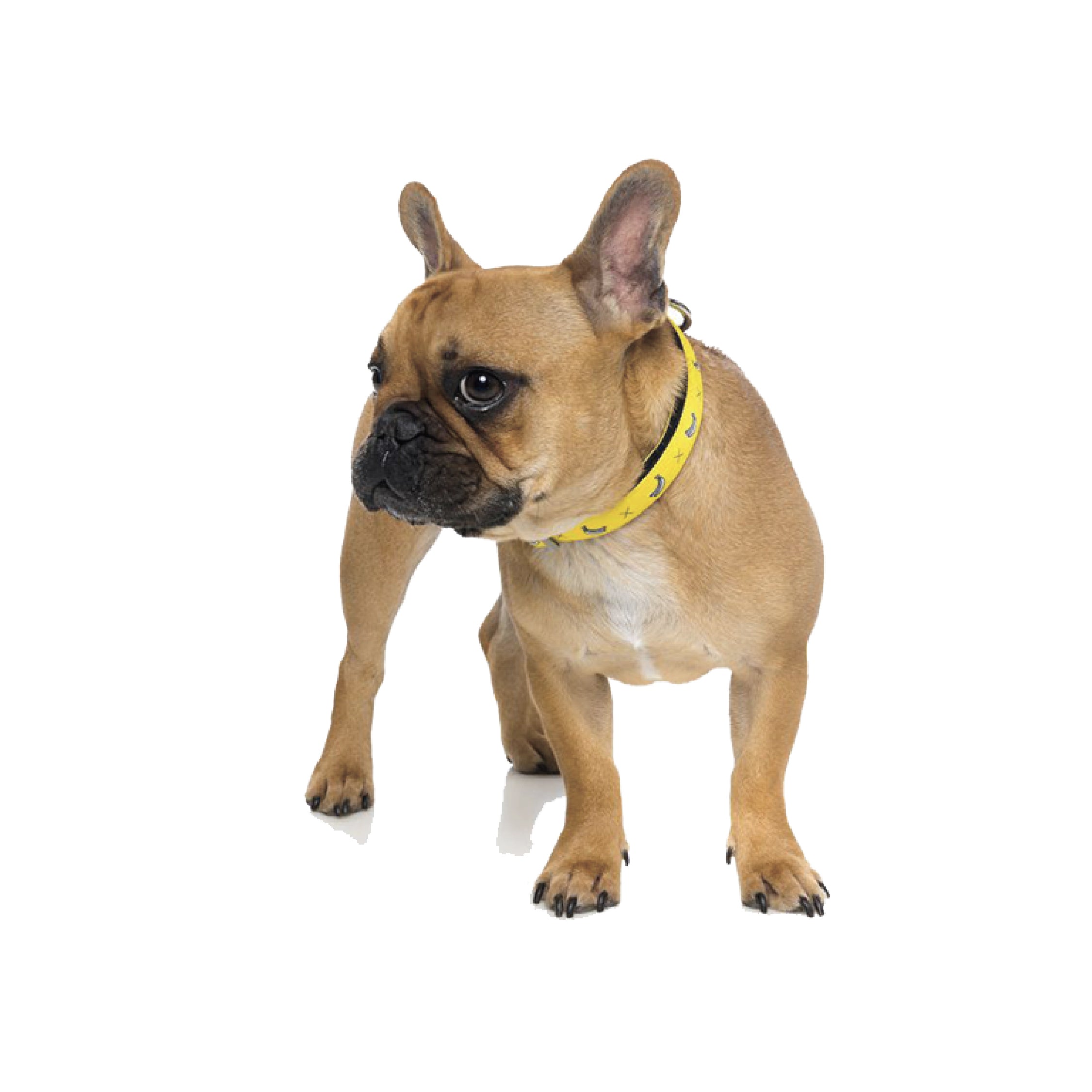Fuzzyard Monkey Mania Dog Collar