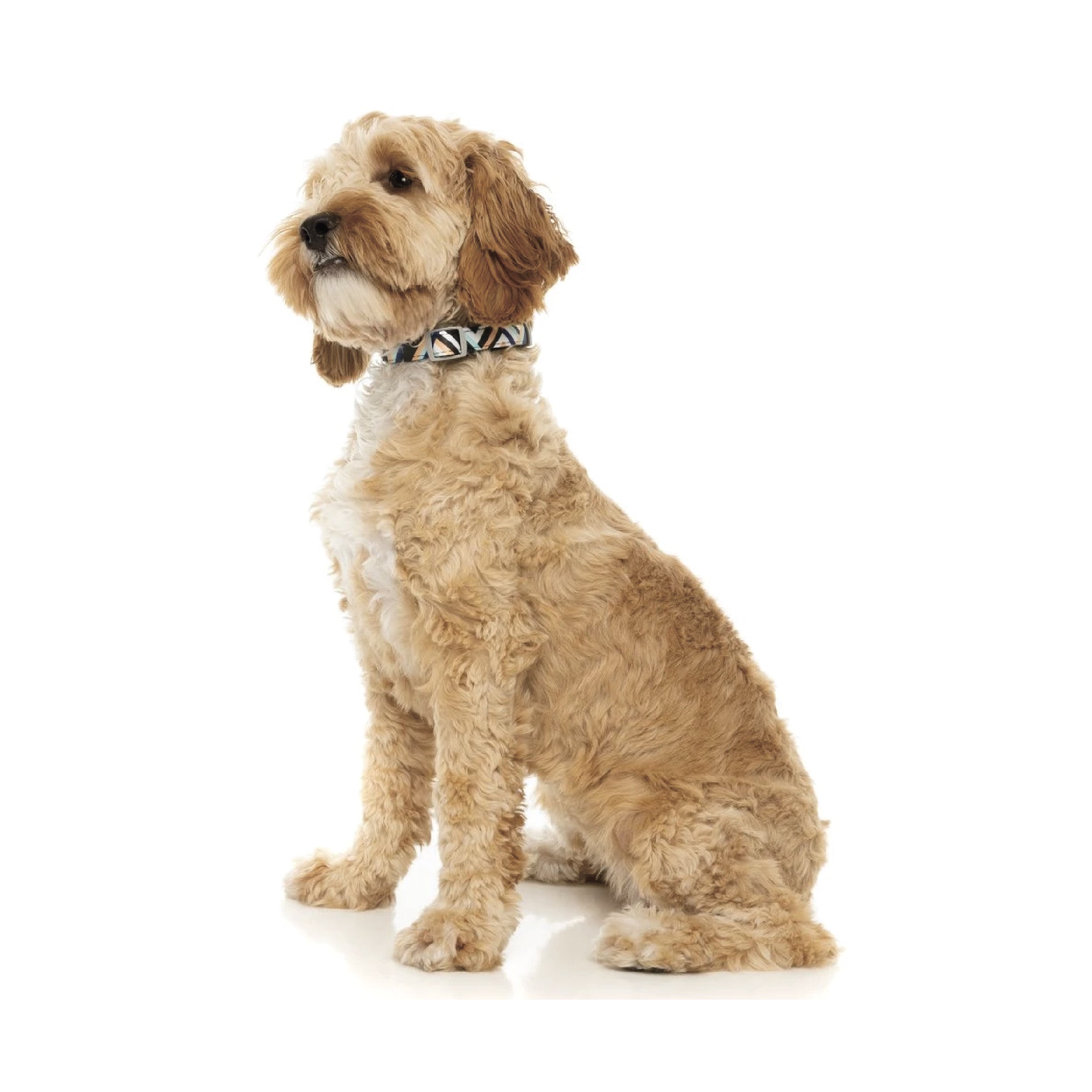 Fuzzyard Sonic Dog Collar