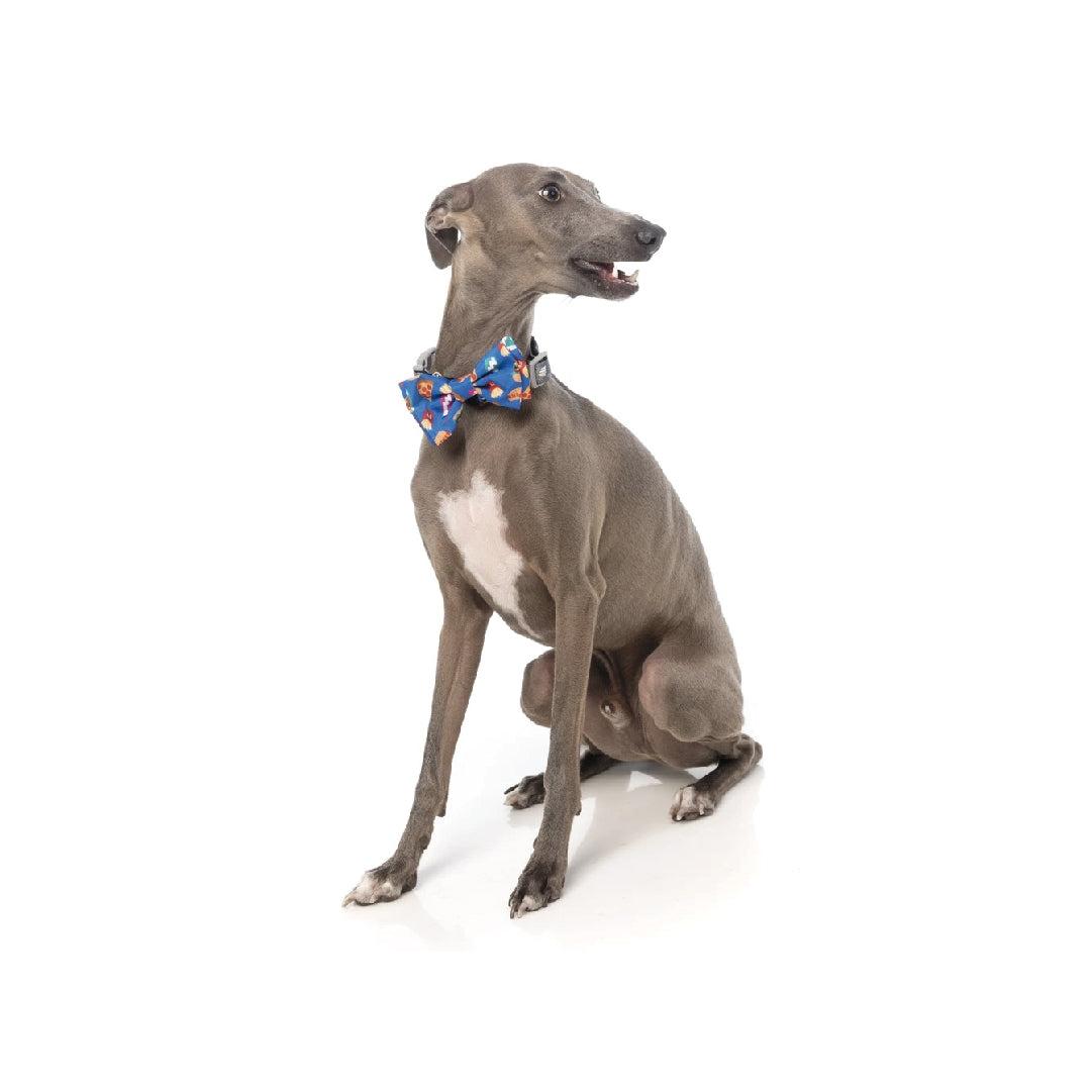 FuzzYard Supersize Me Pet Bow Tie