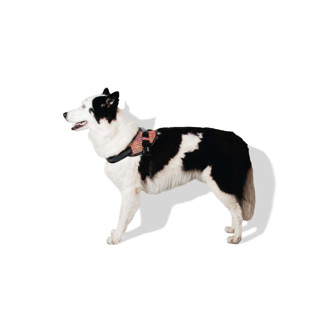 Zee.Dog Vortex Fly Harness