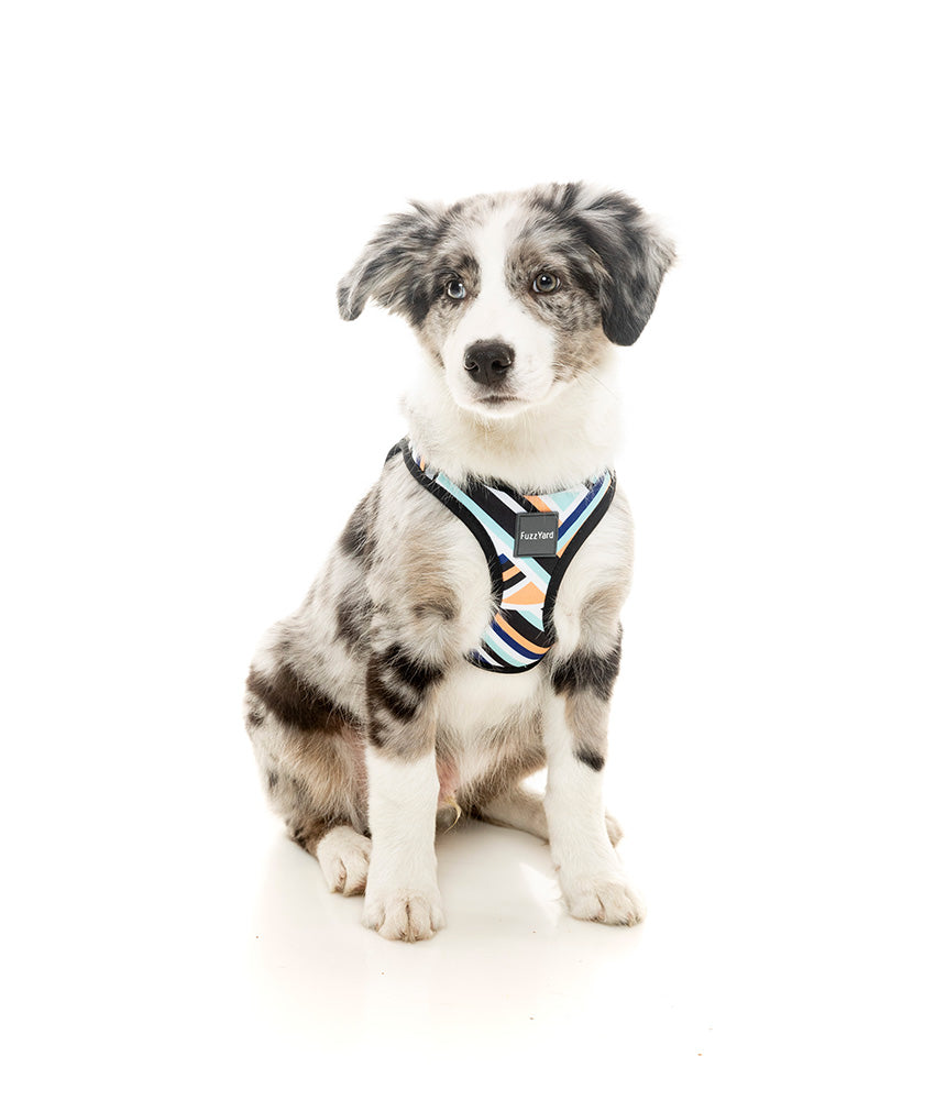 Fuzzyard Sonic Step-in Dog Harness