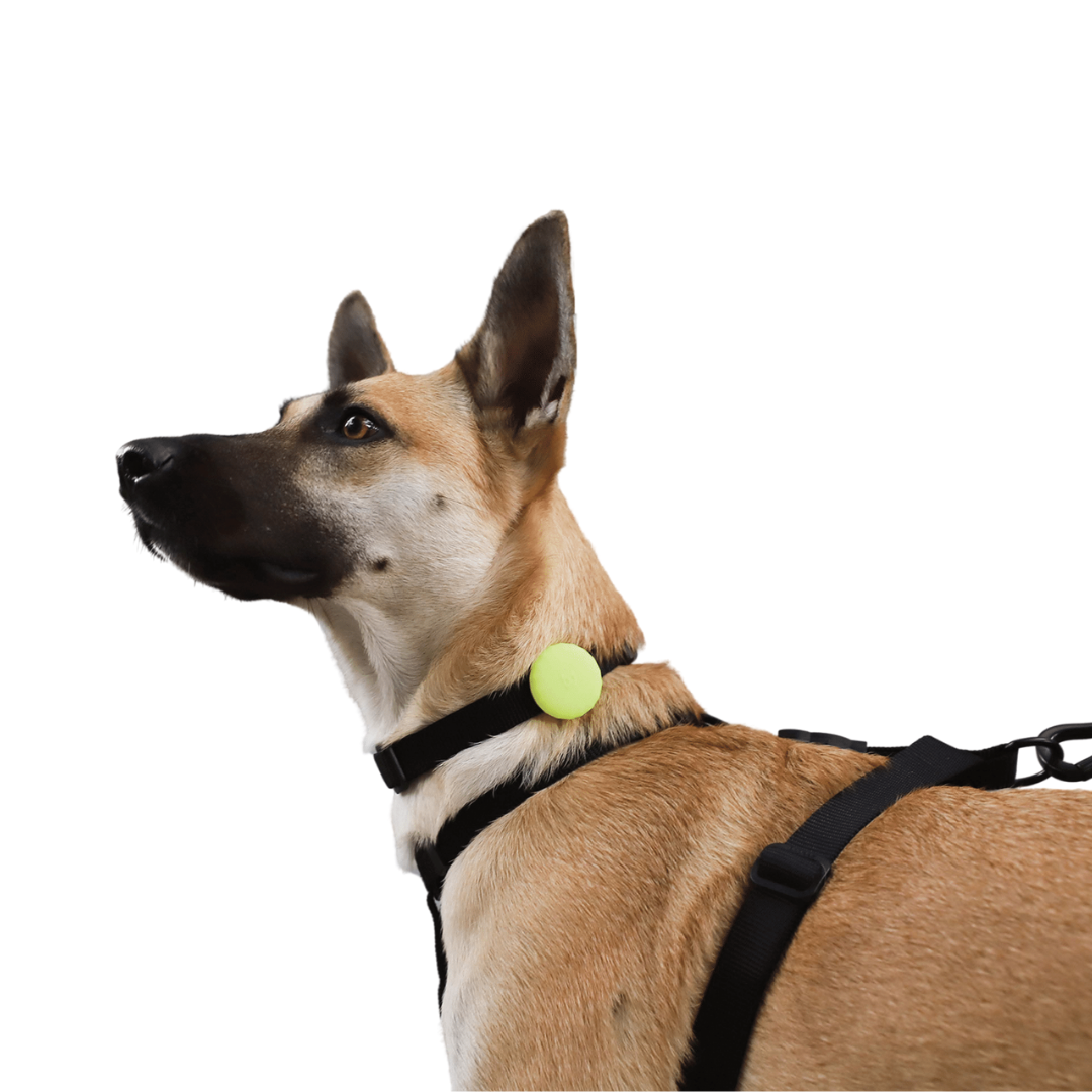 Zee Dog AirTag Holder